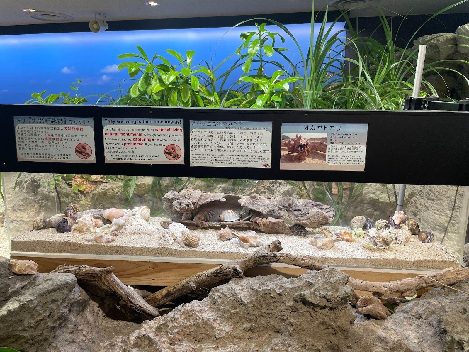 一連串盜獵與企圖走私事件後，沖繩美麗海水族館於一樓進行的展示。圖片來源：許嘉軒提供