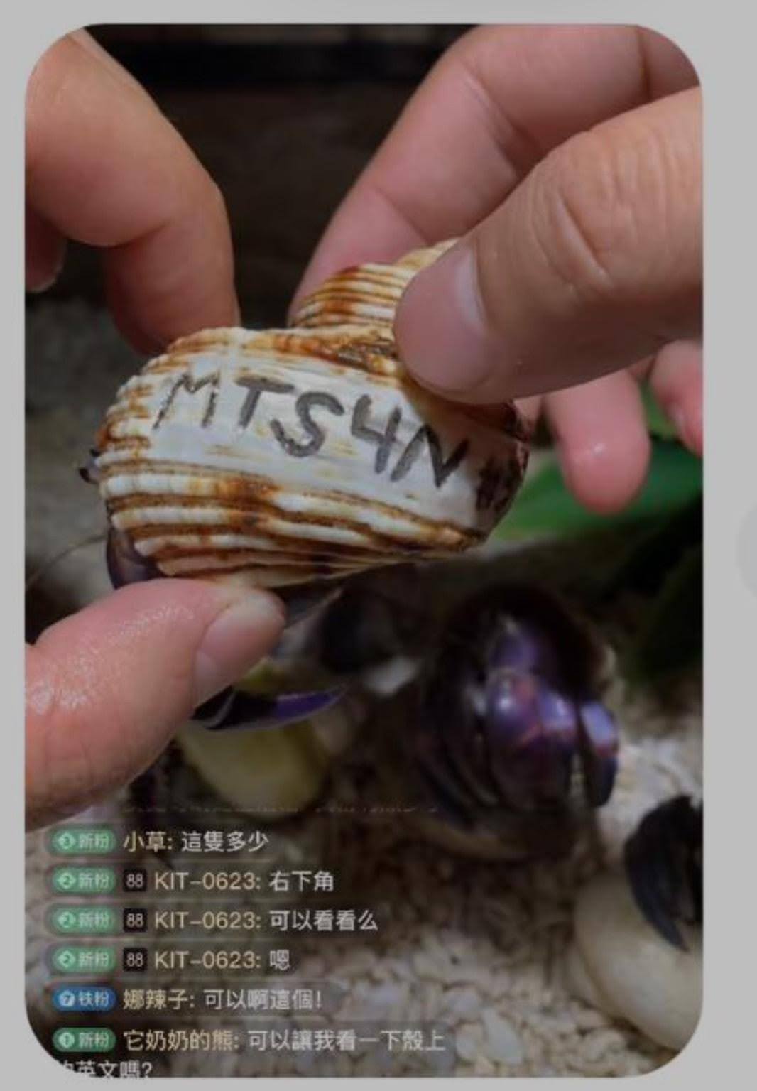 於中國直播平台上，發現來自於沖繩生態攝影師Shawn Miller所標示的殼。MTS4N 指的是為自然做些轉變（Make The Switch for Nature）。圖片來源：許嘉軒提供